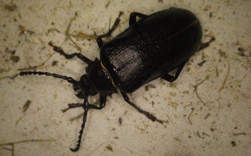 Prionus coriarius